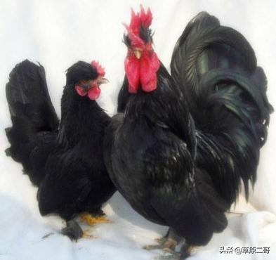 神奇动物在哪里盘点自然之最,盘点那些神奇动物