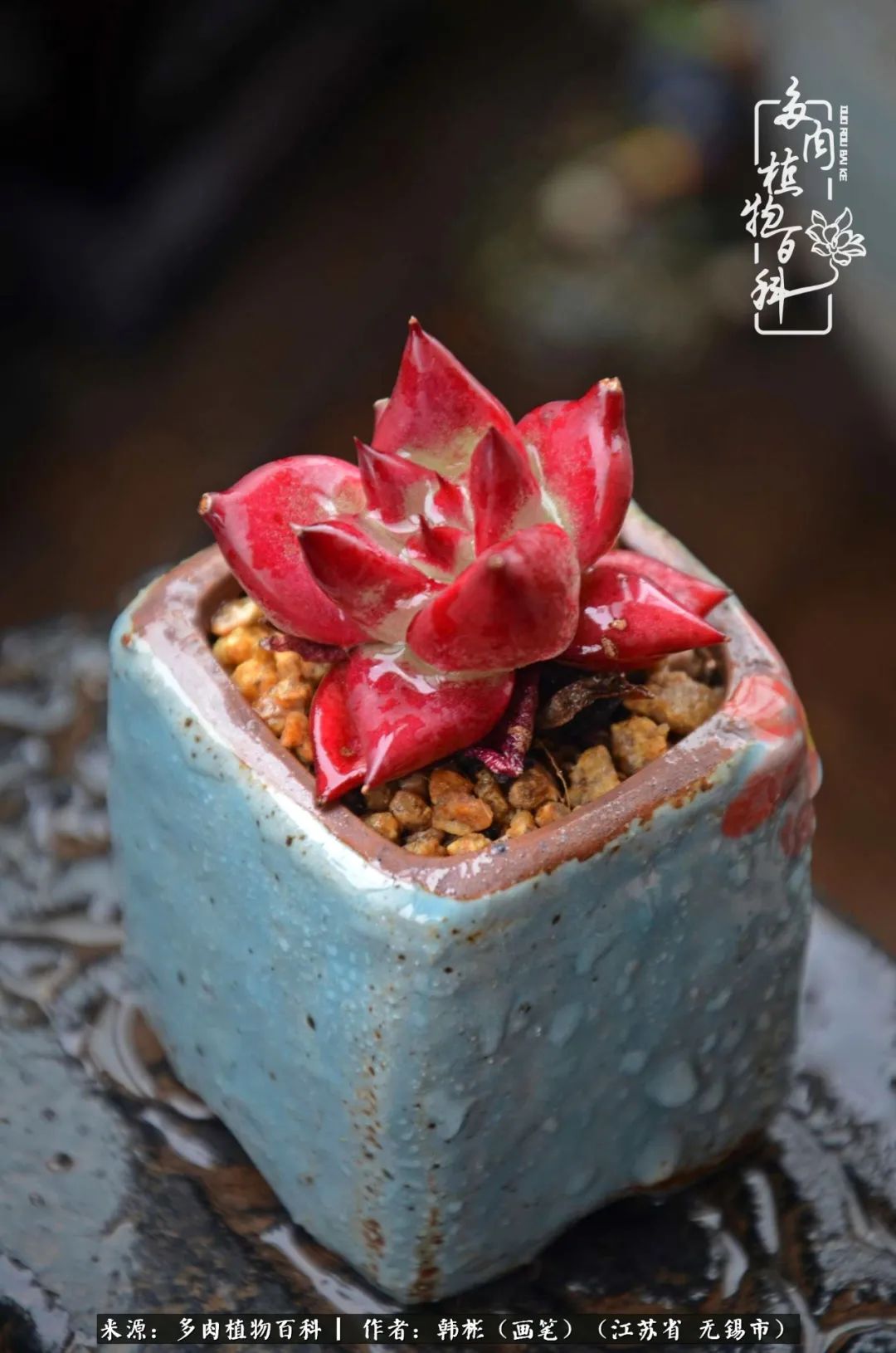 听音乐赏多肉,听音乐赏花赏美景