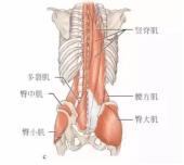 大腿外侧髂胫束综合征快速恢复,跑步如何避免髂胫束综合征