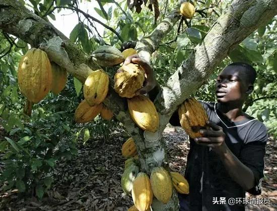 科特迪瓦发展现状,科特迪瓦为什么在欧洲