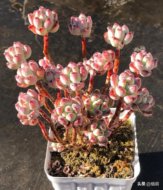 汤姆漫画好养么,汤姆漫画是冬种型吗