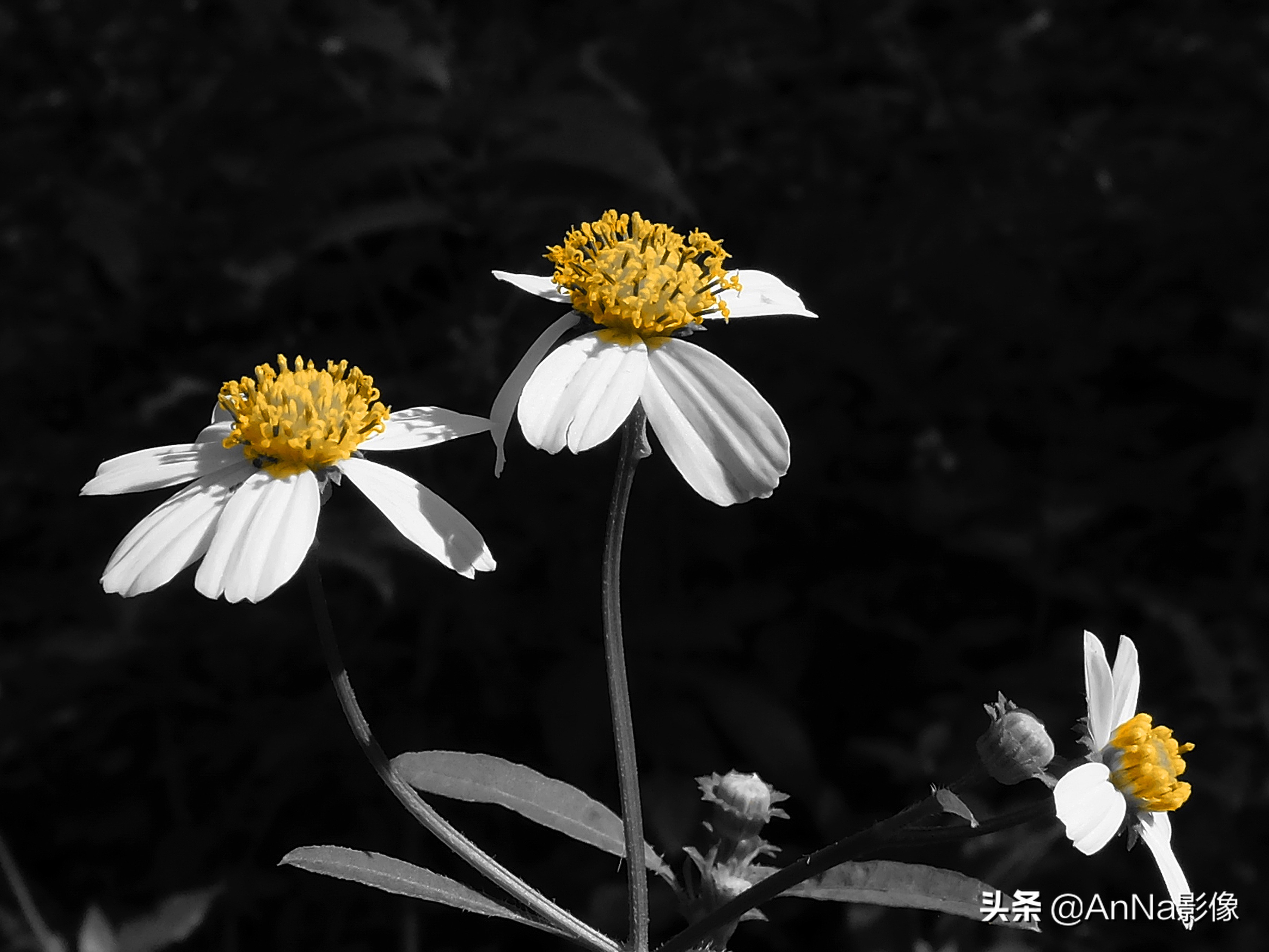 手机富士创意滤镜软件,富士xs10创意滤镜