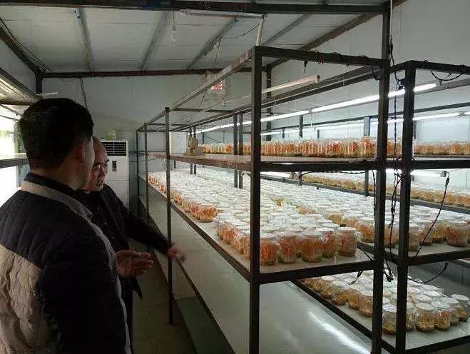 人工种植冬虫夏草功效图片,人工种的冬虫夏草有什么功效