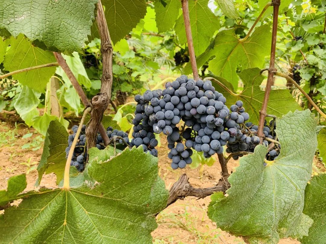 渭南丹凤葡萄酒厂新闻报道,西安客户来考察