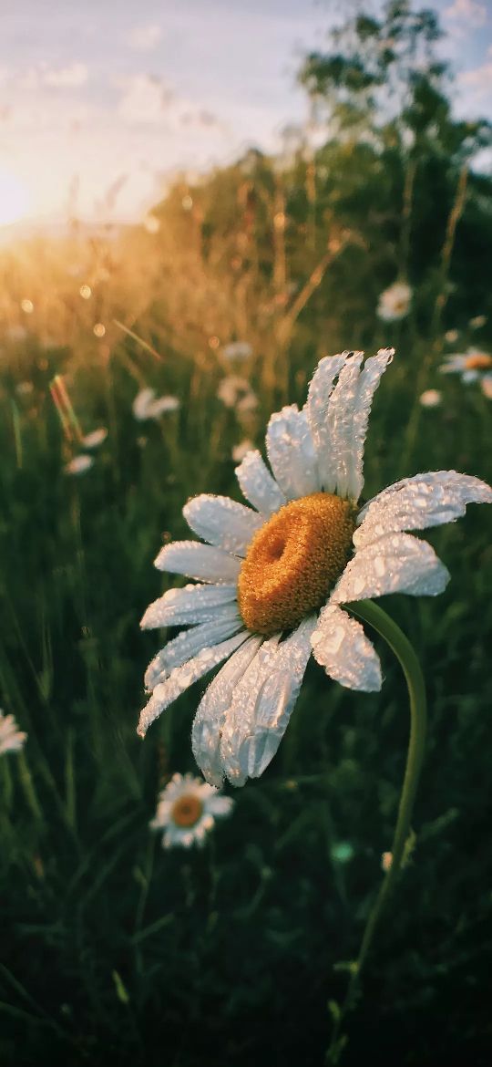 100张田园风光自然风景全屏壁纸,1亿像素8k超逼真电脑壁纸全屏风景