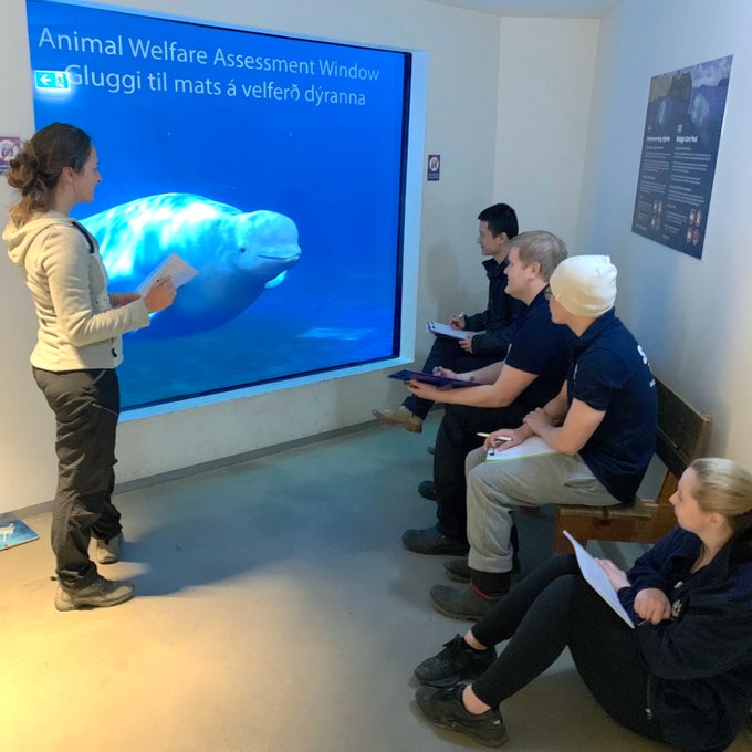 两岁时被抓表演节目数10年，放生计划让白鲸兄妹露出灿烂笑容