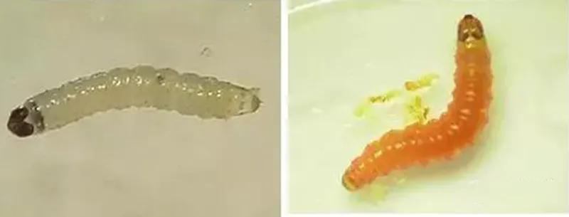 防治梨小食心虫关键节点是几月份,梨小食心虫介绍及防治