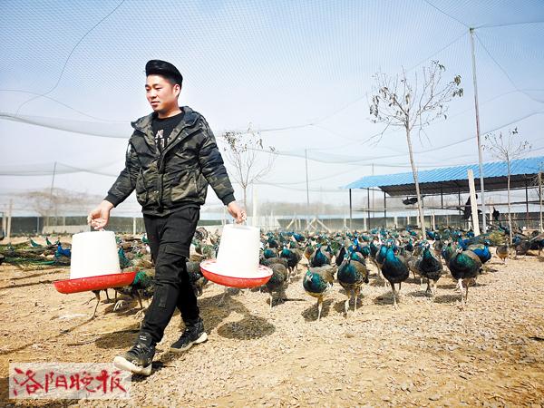 在农村养孔雀挣钱,养孔雀一年收入