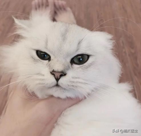 go猫粮翻车了怎么处理,猫吃猫粮死了