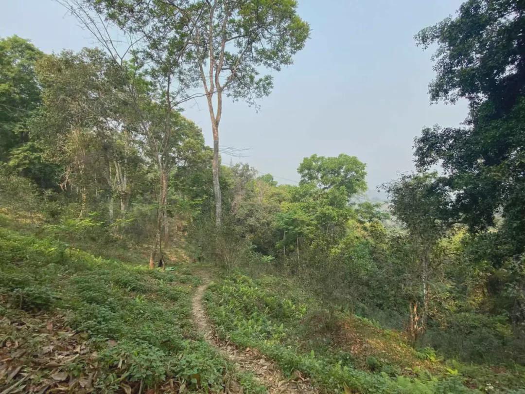 倚邦曼松古树茶,曼松贡茶和倚邦