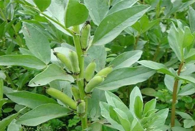 蚕豆春季种植方法全过程,春季蚕豆种植时间和温度