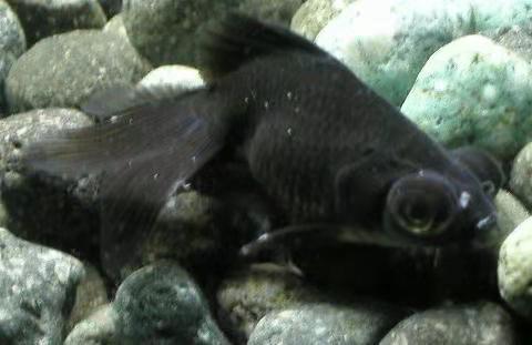 菠萝鱼有白点病怎么办,小菠萝得了什么病还能活多久