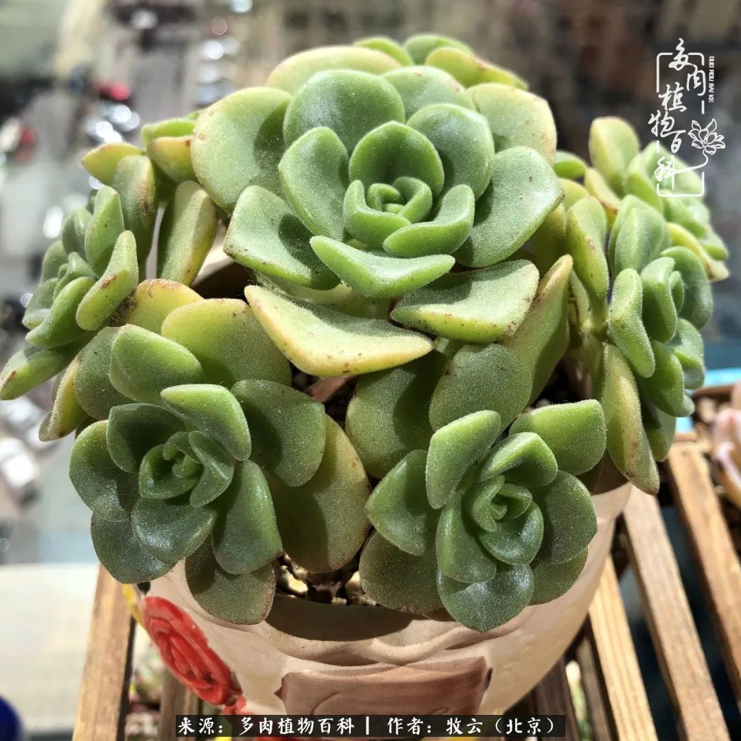 多肉植物一样的生机勃勃,多肉生活充满诗意