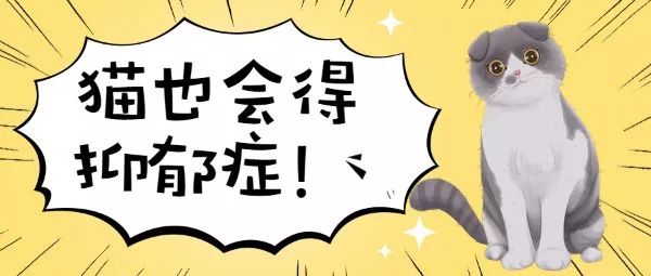 猫咪得了抑郁症后该怎么治,猫咪得了抑郁症该怎么治疗