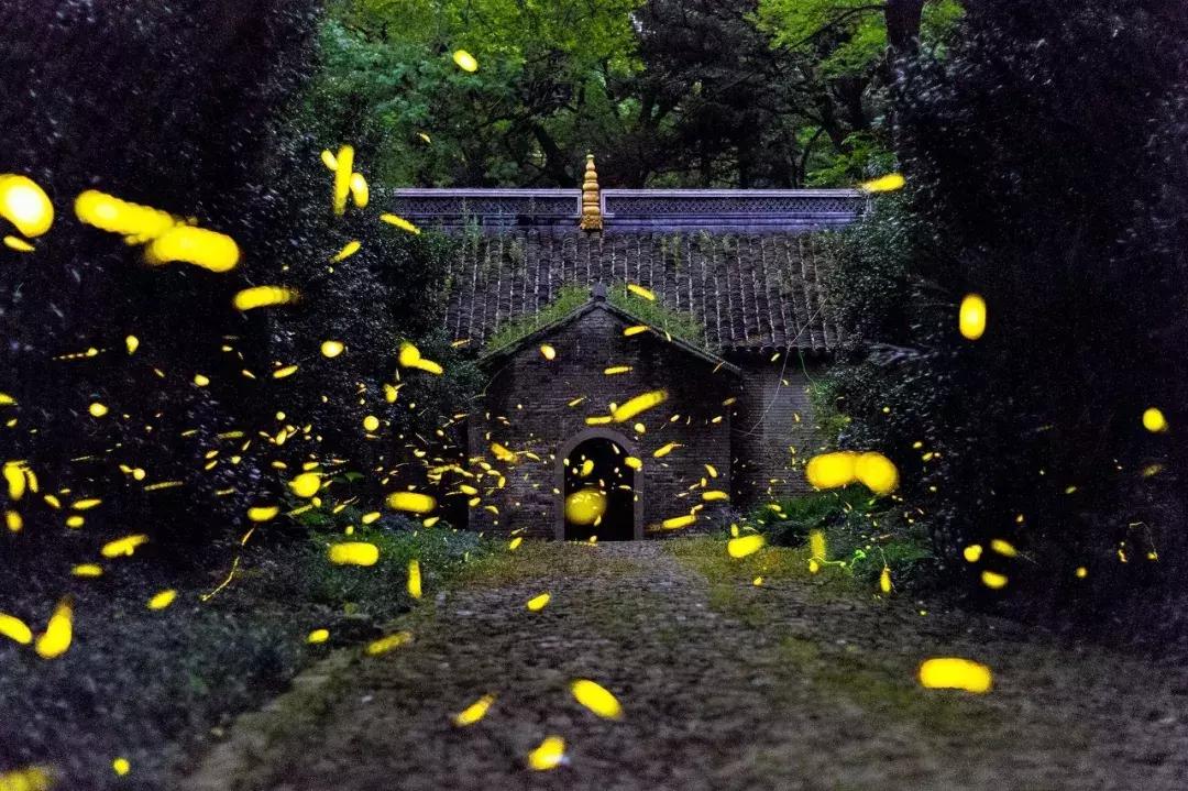 灵谷寺萤火虫7月,灵谷寺萤火虫目前还有吗