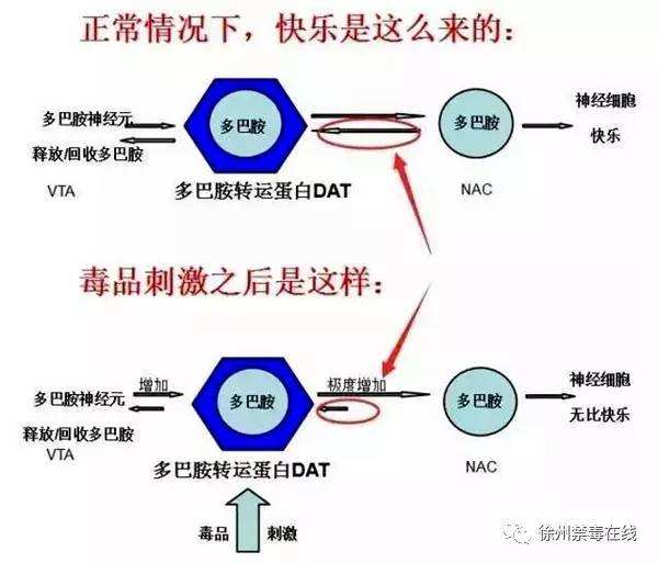 多巴胺快感和成就感的区别,冰会刺激多巴胺吗