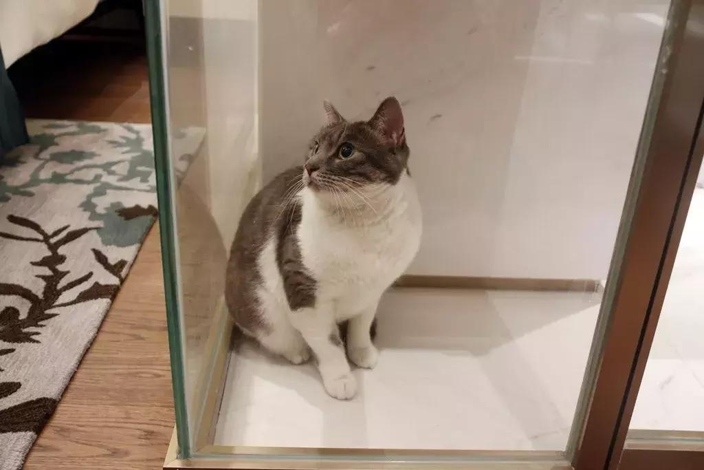 「胖虎大人看房记」第②期——宝龙世家