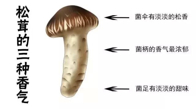 雅江松茸香吗,雅江松茸有多美