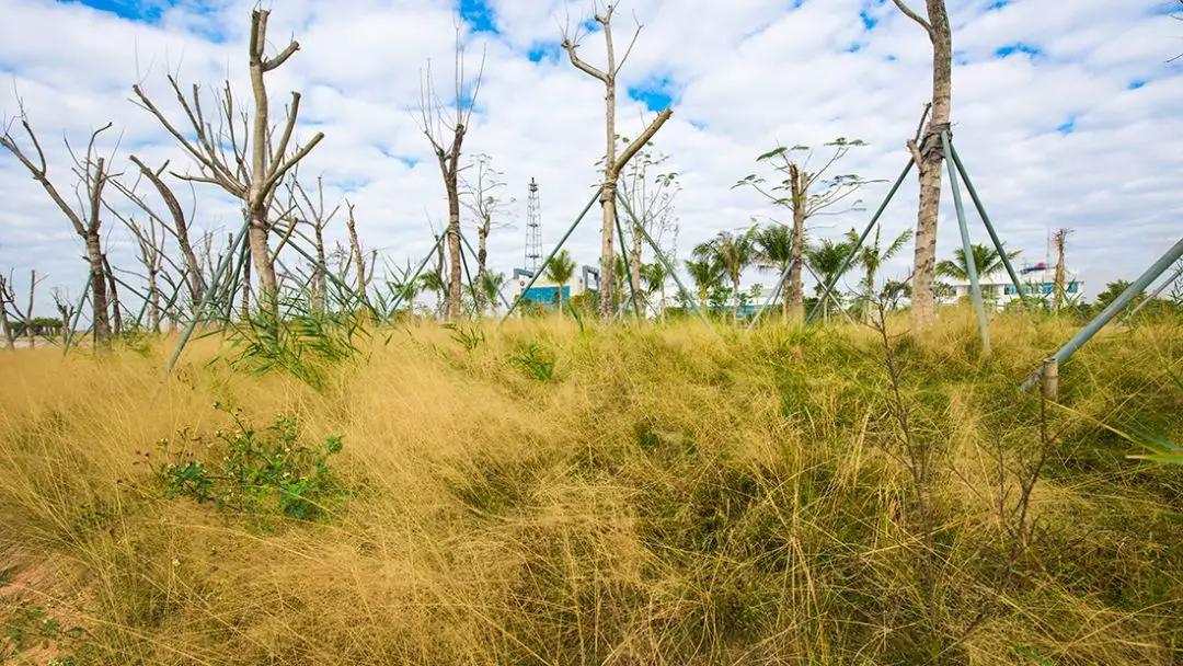 免费+湿地公园+花海栈道…珠澳市民新的休闲好去处