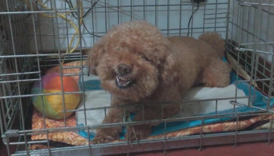 雪纳瑞犬和泰迪犬的缺点是什么,泰迪犬的六大缺点劝你最好别养