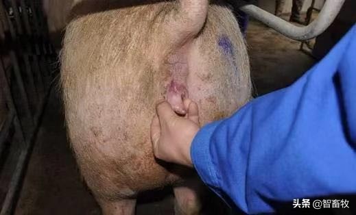 母猪的输精方法及操作要点,母猪的输精准备