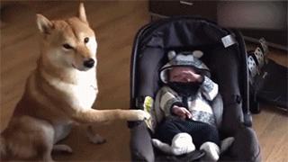 儿童坐车安全知识幼儿园,宝宝推车安全隐患视频