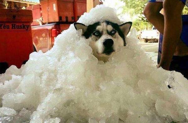 如果你家狗狗生病了怎么办,怎么发现狗狗中暑