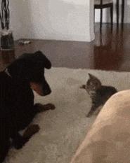 为什么猫咪捕猎尾巴一直动,猫老是追尾巴跑