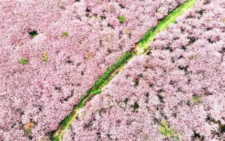 世界最大的樱花园,世界最大的樱花园在贵州吗