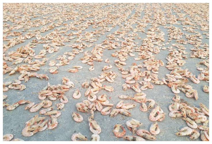 晒虾米，一场成就极鲜之味的狂欢