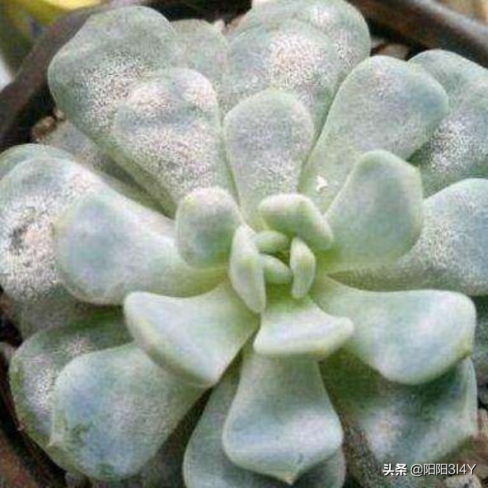 多肉赤腐病处理方法,多肉赤腐病的克星