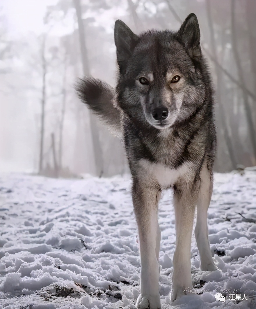 一只哈士奇都比人帅,一只哈士奇笑容跟我们人类一样