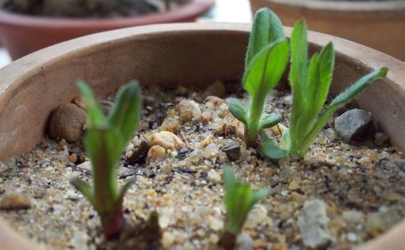 马蹄莲盆栽的养殖方法和注意事项,马蹄莲冬季养护