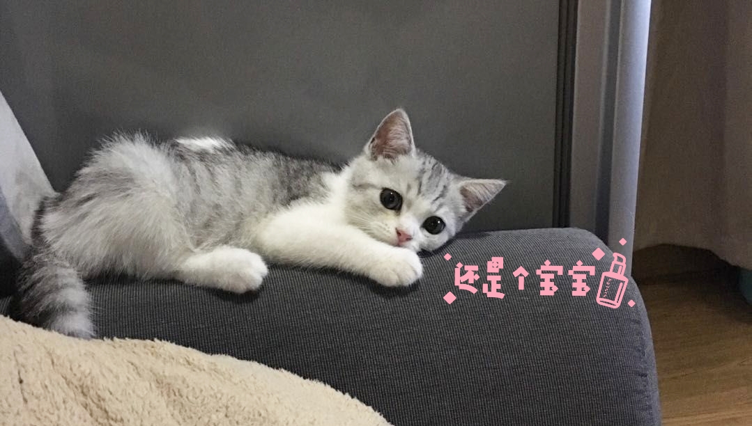 想养猫咪怎么办哪里有小猫咪,想养猫咪怎么办