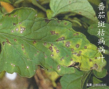 如何防治番茄黑斑病,番茄斑枯病最佳配方