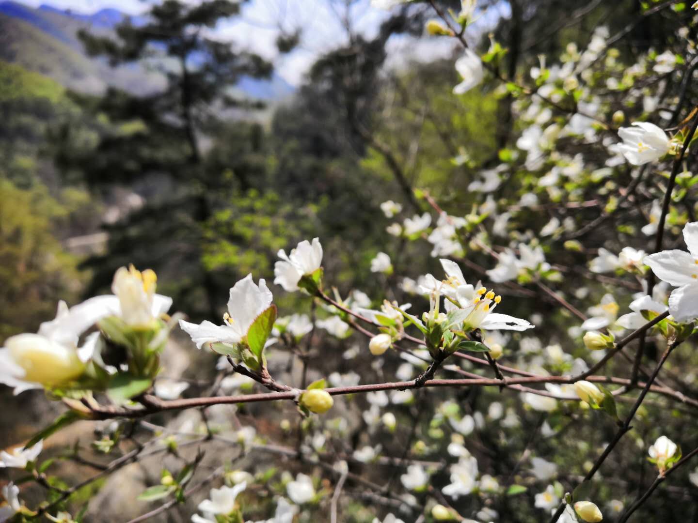 济南药山森林公园门票价格,济南药乡森林公园免费吗