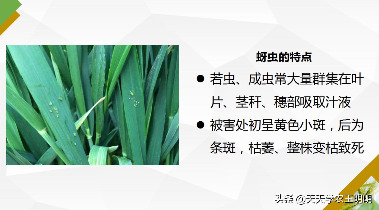 小麦主要虫害及防治方法思维导图,小麦虫害用什么药