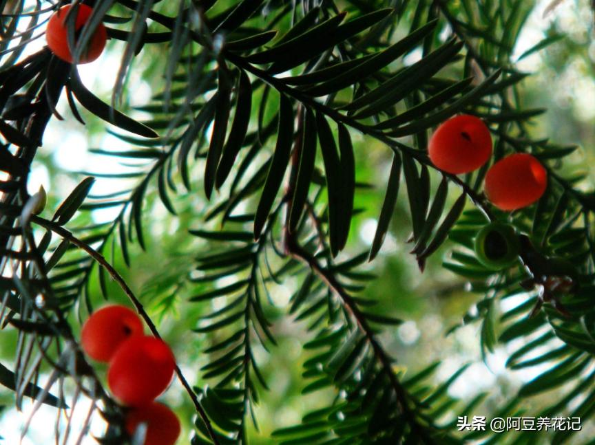 红豆杉怎么才能长得好,红豆杉的盆栽能活吗有毒吗