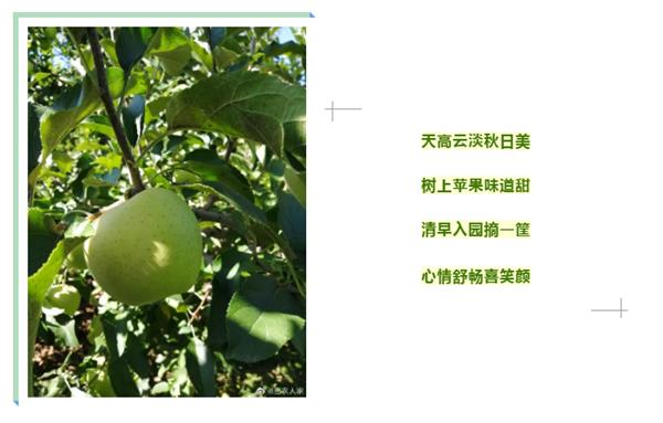 「密云农业」终于等到你,还好没放弃!黄元帅苹果上架开售了