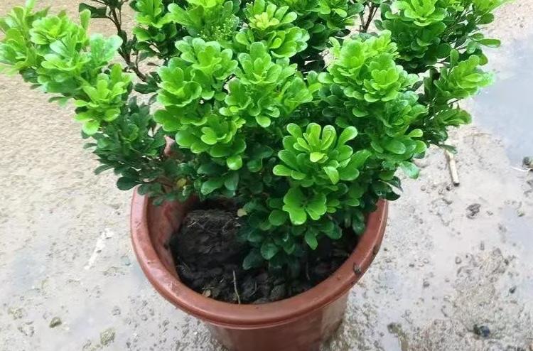 米兰花的上盆及养护,米兰上盆