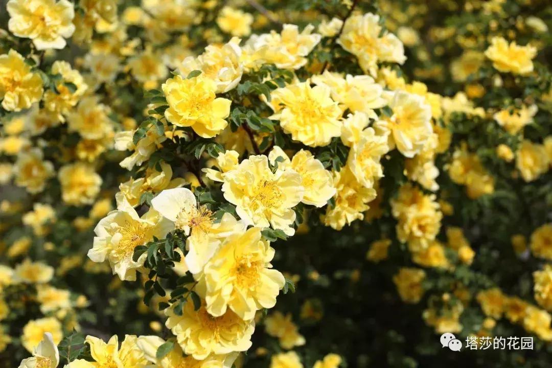 玫瑰和月季和蔷薇的区别图解,月季玫瑰蔷薇芍药牡丹的区别