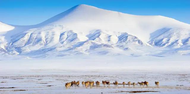 西藏可可西里无人区为什么可怕,可可西里藏北无人区