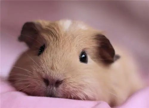 天竺鼠惊恐但贪吃,天竺鼠害怕会死掉吗