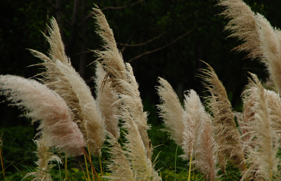 唐诗闲读:“未知歌舞能多少,虚减宫厨为细腰”