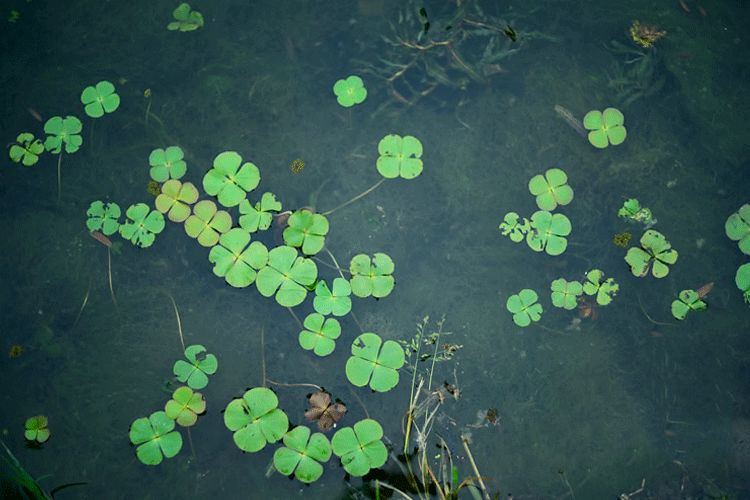 藏在古诗词里的谷雨节气,谷雨节气的古诗词视频