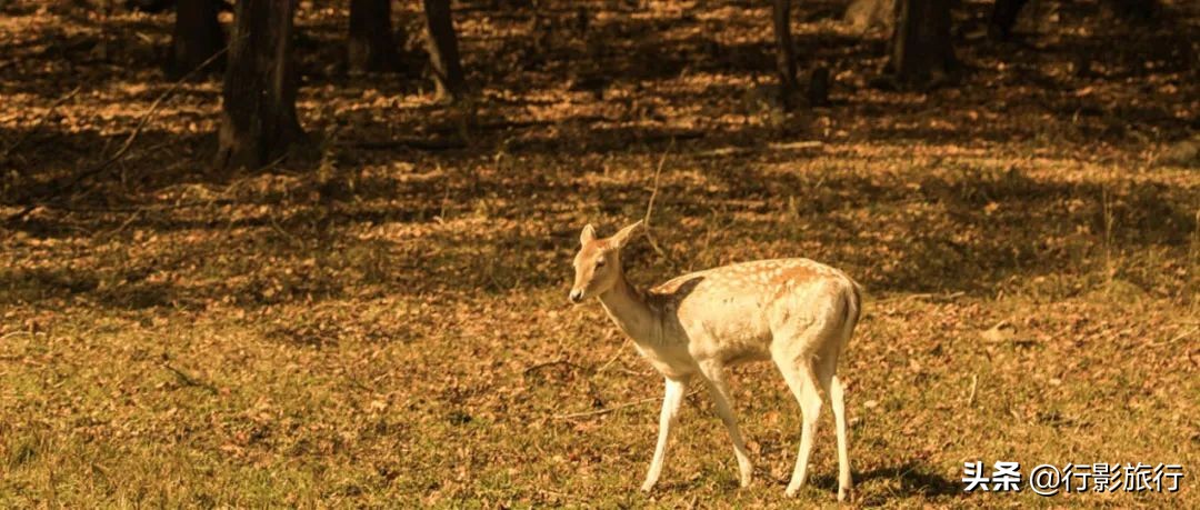 东北人是如何评价日本人的,作为东北人你怎么评价哈尔滨