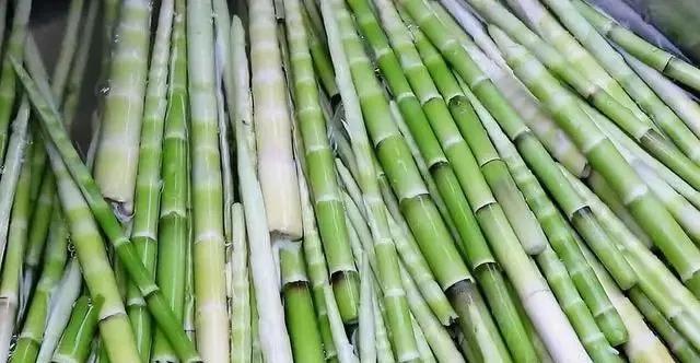 春笋吃不完怎么办,春笋太多吃不完怎么办做成笋干