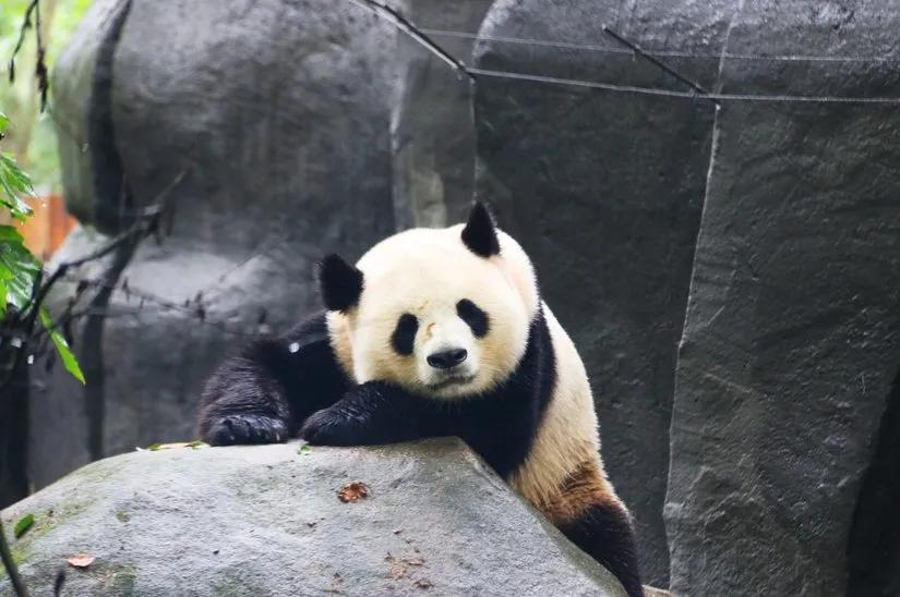 贡嘎山的徒步,贡嘎雪山大环线徒步游记