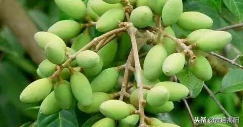 正宗的广东橄榄菜的制作,潮汕橄榄菜制作过程曝光