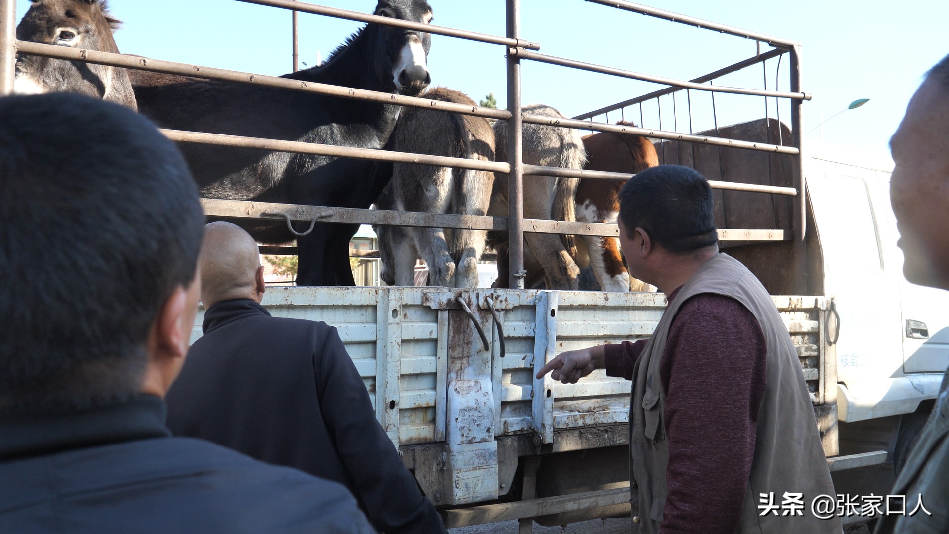 牙纪是古老的行业，在张北牲畜交易中心年轻人都在干，什么原因？